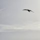 8/21. Postée dim 30.06.2024, 11:09. Gruissan. Les Salins. Oiseau. © Pho Tos.