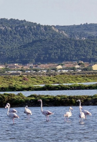 03.07.2024. Chien, oiseaux, Gruissan, Port-la-Nouvelle