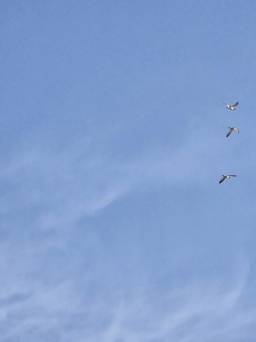 03.07.2024. Chien, oiseaux, Gruissan, Port-la-Nouvelle