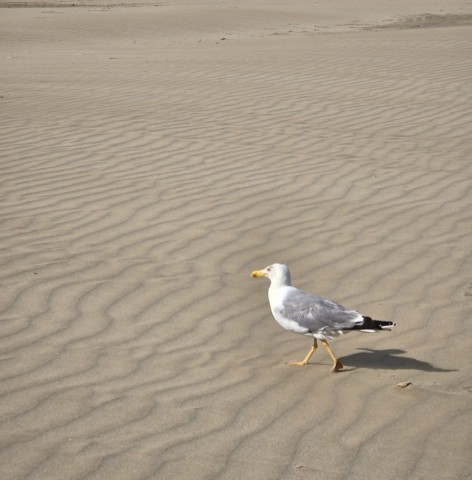 03.07.2024. Chien, oiseaux, Gruissan, Port-la-Nouvelle