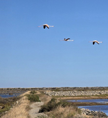 17.10.2024. Gruissan, mer à 17°, à la campagne