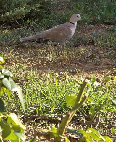 27.10.2024. Gruissan, mer à 19°, oiseaux