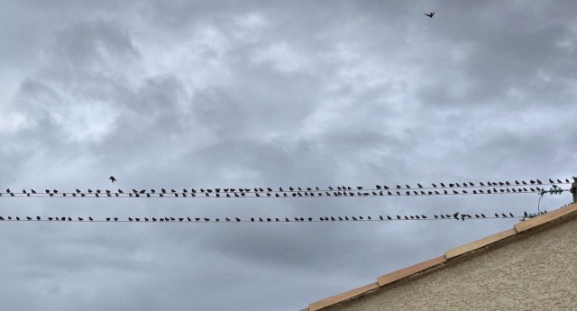 27.10.2024. Gruissan, mer à 19°, oiseaux