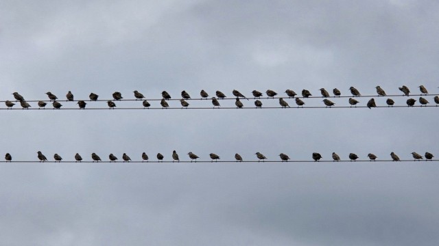 27.10.2024. Gruissan, mer à 19°, oiseaux