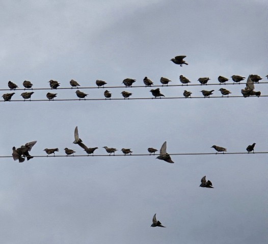 27.10.2024. Gruissan, mer à 19°, oiseaux