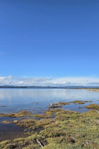 27.10.2024. Gruissan, mer à 19°, oiseaux