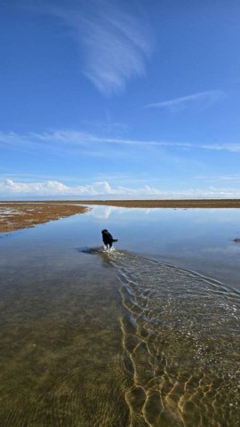 27.10.2024. Gruissan, mer à 19°, oiseaux