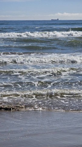 27.10.2024. Gruissan, mer à 19°, oiseaux