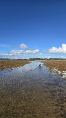 27.10.2024. Gruissan, mer à 19°, oiseaux