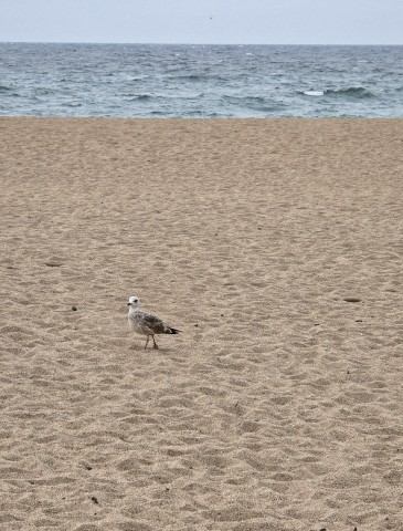 02.11.2024. Espagne : L'Estartit, Pals, Begur