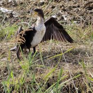 11.11.2024. Gruissan, Narbonne, oiseaux, Narbonne-Plage