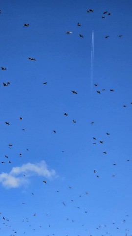 11.11.2024. Gruissan, Narbonne, oiseaux, Narbonne-Plage