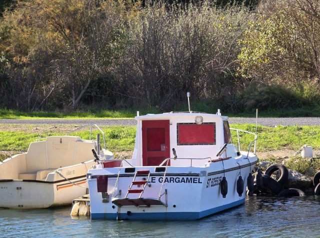 11.11.2024. Gruissan, Narbonne, oiseaux, Narbonne-Plage