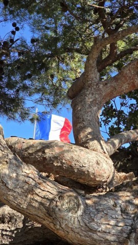 11.11.2024. Gruissan, Narbonne, oiseaux, Narbonne-Plage