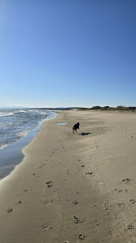 11.11.2024. Gruissan, Narbonne, oiseaux, Narbonne-Plage