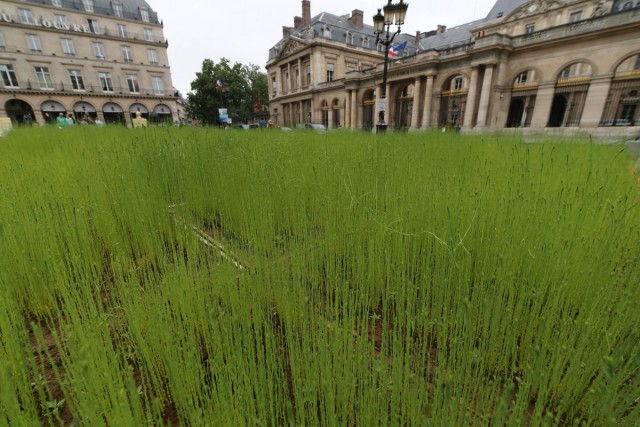 3/8. Un champ de lin place du Palais Royal, à Paris. © Michel Stoupak. Dim 09.06.2013, 14h25m56.