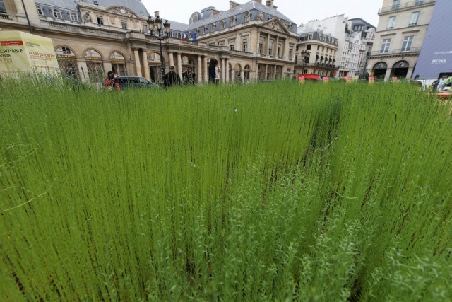 7/8. Un champ de lin place du Palais Royal, à Paris. © Michel Stoupak. Dim 09.06.2013, 14h29m58..