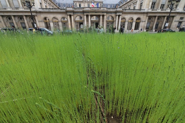 8/8. Un champ de lin place du Palais Royal, à Paris. © Michel Stoupak. Dim 09.06.2013, 14h32m24.