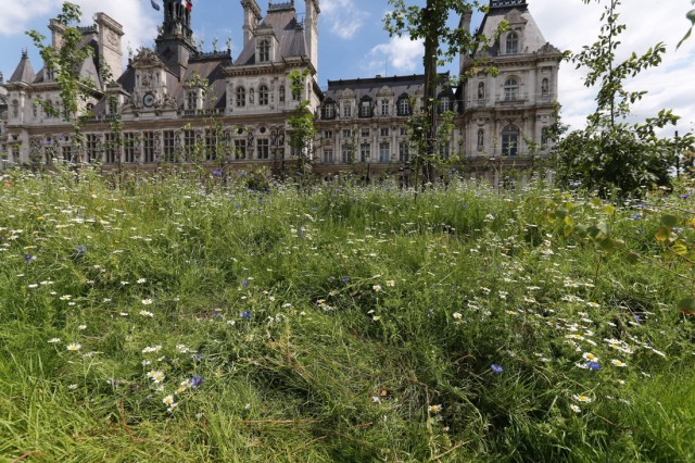 5/5. Un Jardin éphémère à l’hôtel de ville de Paris. © Michel Stoupak. Dim 30.06.2013, 14h14m42.
