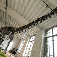 16.11.2024. « Vulcain », le plus grand dinosaure jamais présenté aux enchères