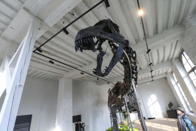 16.11.2024. « Vulcain », le plus grand dinosaure jamais présenté aux enchères