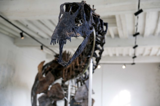 16.11.2024. « Vulcain », le plus grand dinosaure jamais présenté aux enchères