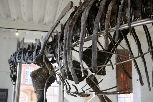 16.11.2024. « Vulcain », le plus grand dinosaure jamais présenté aux enchères