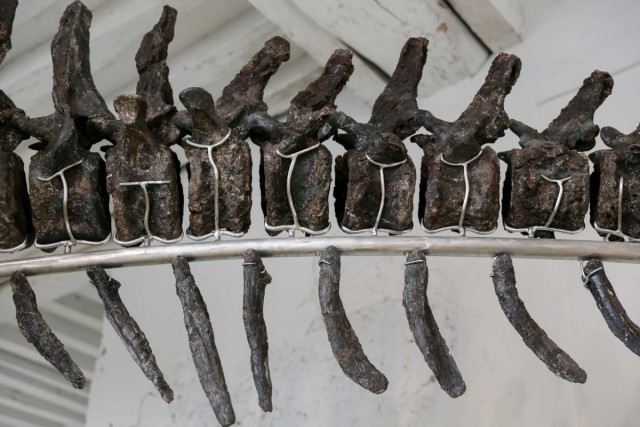16.11.2024. « Vulcain », le plus grand dinosaure jamais présenté aux enchères