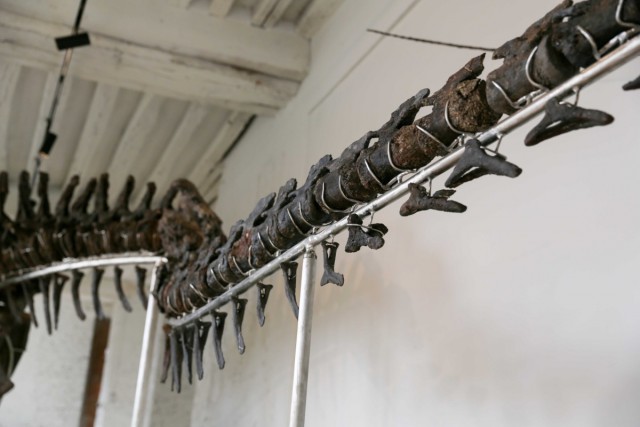 16.11.2024. « Vulcain », le plus grand dinosaure jamais présenté aux enchères