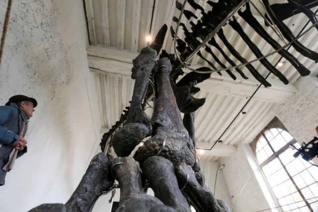 16.11.2024. « Vulcain », le plus grand dinosaure jamais présenté aux enchères