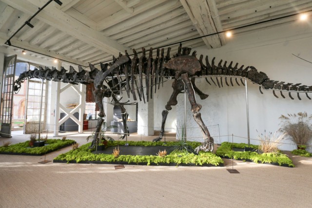 16.11.2024. « Vulcain », le plus grand dinosaure jamais présenté aux enchères