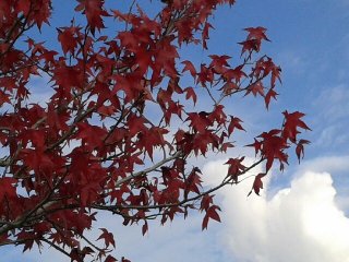 09.2015. Feuilles d'automne