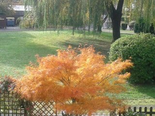 09.2015. Feuilles d'automne