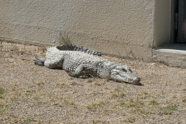 6/32. Crocodile du Nil. Ven 22.05.2015, 15:48.