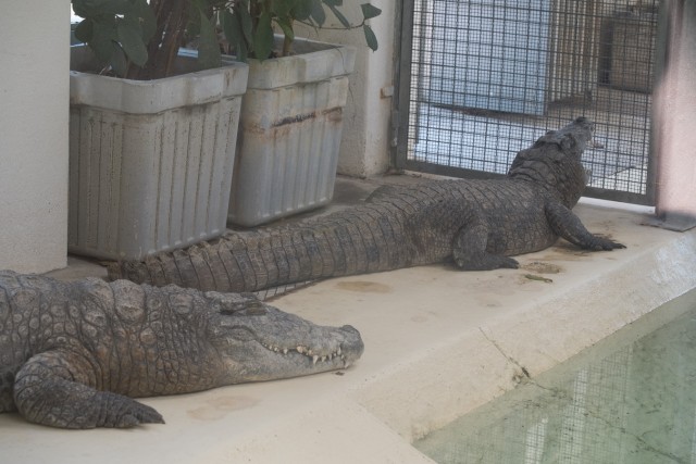 7/32. Crocodiles du Nil. Ven 22.05.2015, 15:54.