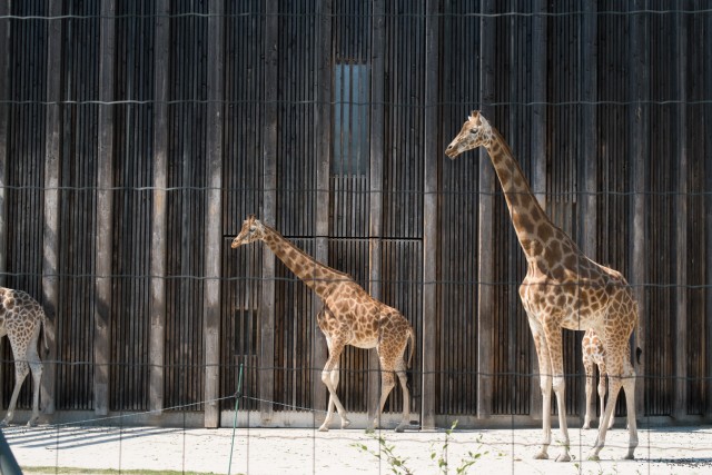 10/32. Girafes.Ven 22.05.2015, 16:09.