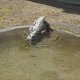 21/32. Crocodile du Nil au bain. Ven 22.05.2015, 17:25.