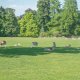 25/32. Un troupeau de daims au parc depuis 150 ans. Ven 22.05.2015, 17:46.