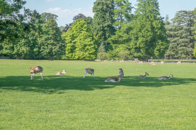 25/32. Un troupeau de daims au parc depuis 150 ans. Ven 22.05.2015, 17:46.