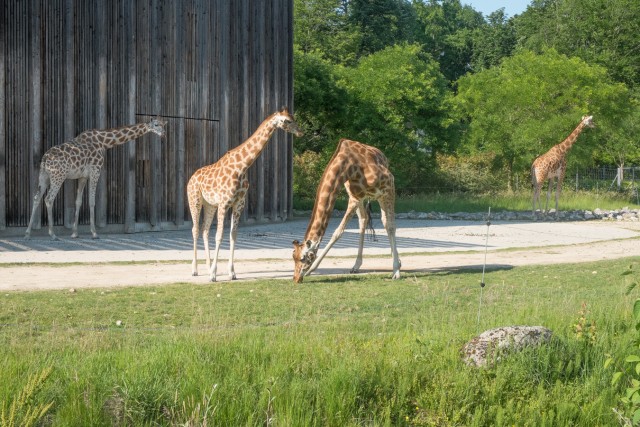 27/32. Re-girafes. Ven 22.05.2015, 17:57.
