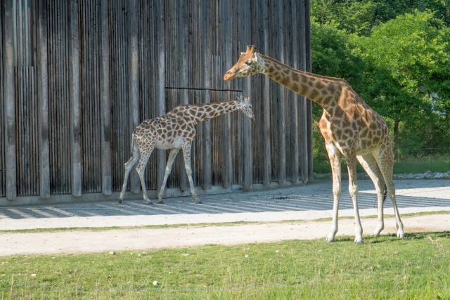 28/32. Girafes et fin du zoo. Ven 22.05.2015, 17:57.