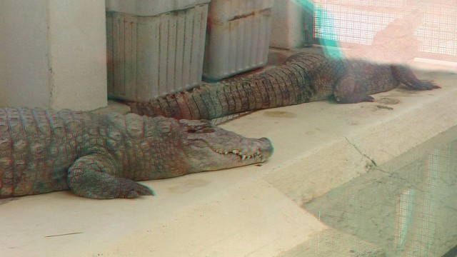 3/12. Crocodiles du Nil. Ven 22.05.2015, 15:52.