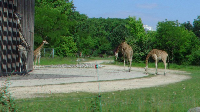 7/12. Girafes. Ven 22.05.2015, 16:12.