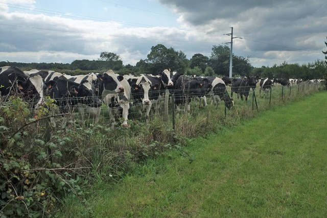 6/16. Maison avec vue... sur les vaches. © Photo J.-F. Saby. Plouigneau. Dim 06.09.2015, 14:25.