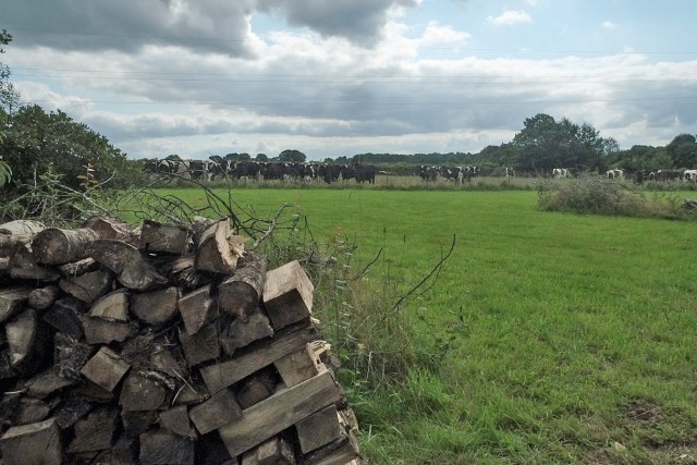 7/16. Maison avec vue... sur les vaches. © Photo J.-F. Saby. Plouigneau. Dim 06.09.2015, 14:26.