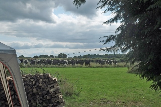 8/16. Maison avec vue... sur les vaches. © Photo J.-F. Saby. Plouigneau. Dim 06.09.2015, 14:27.