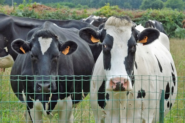 10/16. Maison avec vue… sur les vaches. © Photo J.-F. Saby. Plouigneau. Dim 06.09.2015, 14:29.
