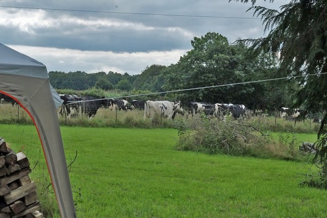 16/16. Maison avec vue… sur les vaches. © Photo J.-F. Saby. Plouigneau. Dim 06.09.2015, 14:35.