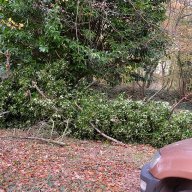 23.11.2017. Étouffé par le lierre, cassé par le vent
