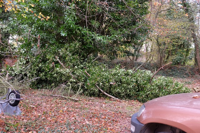 23.11.2017. Étouffé par le lierre, cassé par le vent